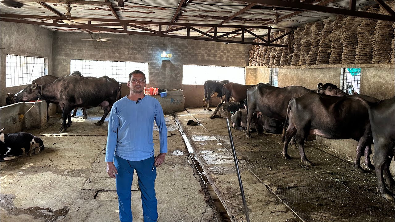 70% मुनाफा भेंसो के डेयरी फ़ार्म से | Buffalo Dairy Farm | The Indian Dairy 