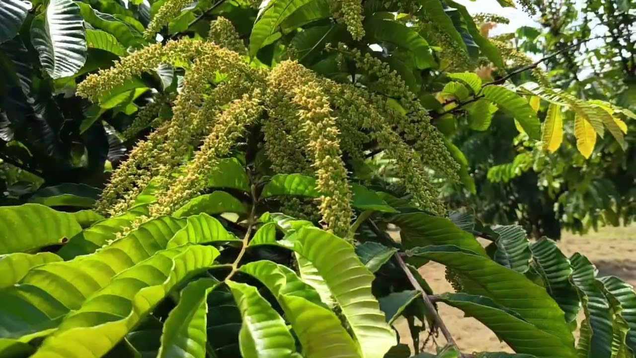 Buah Matoa 29.6.2025 - Pembungaan musim panas #viral #fruit #food #yt #farming #nature #viralvideo