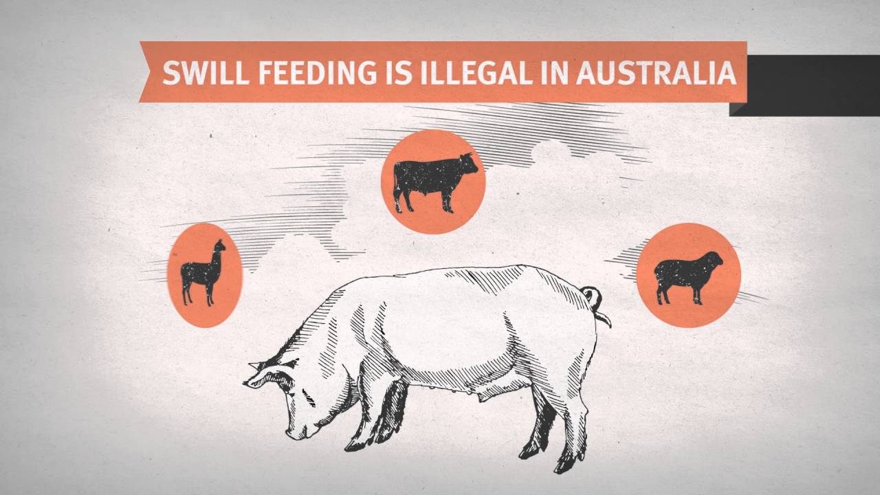 Keep your pigs foot-and-mouth disease free