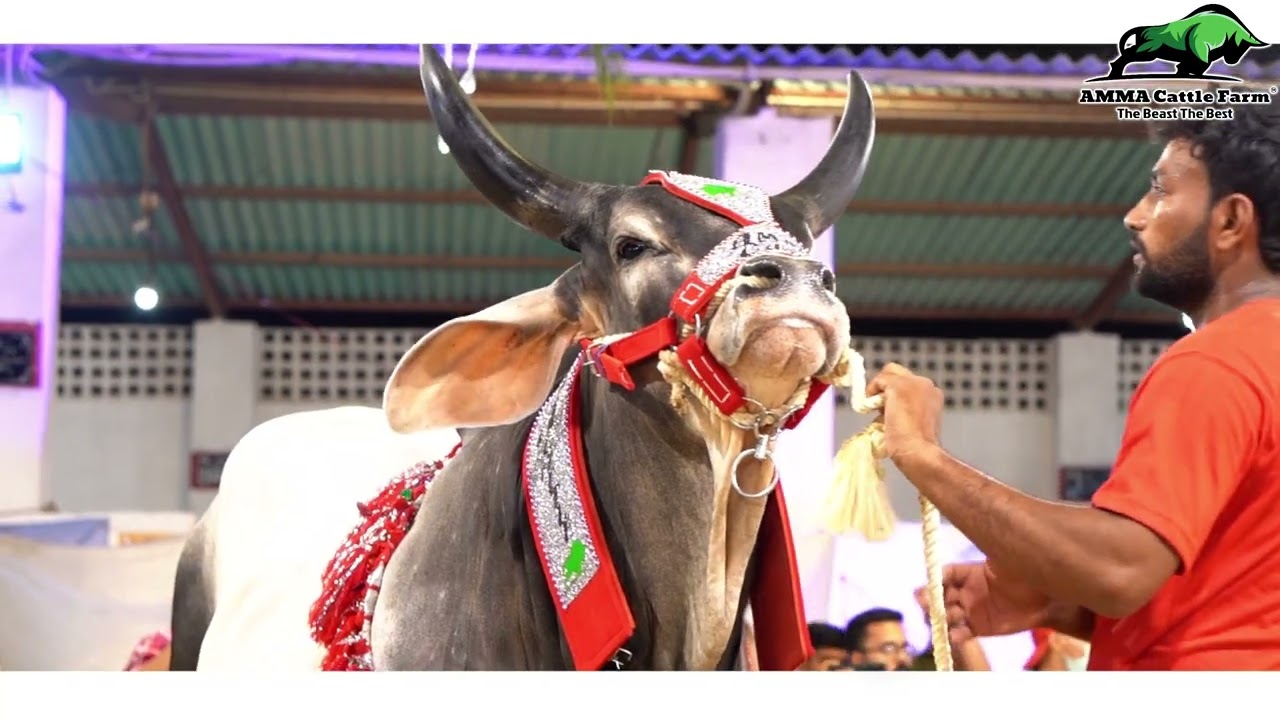 Grand Opening Ceremony of ❤️ AMMA Cattle Farm ❤️ | #cattlefarm #season2022 #eiduladha