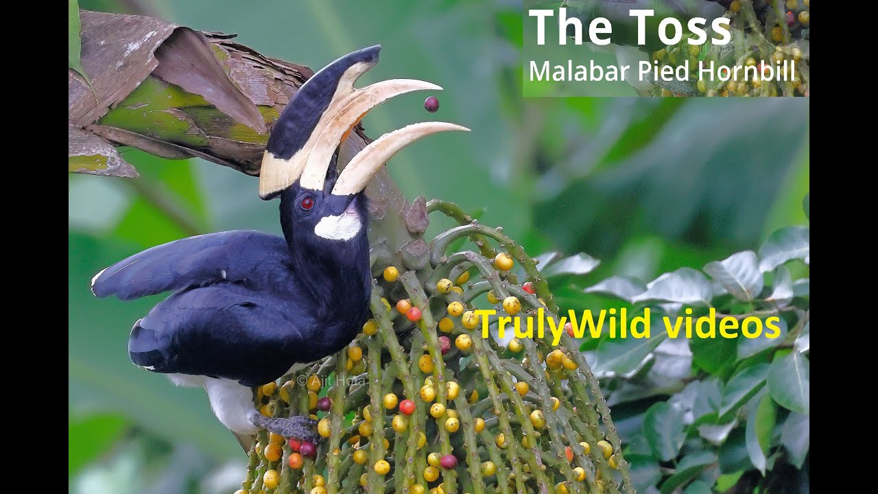 Hornbills art of tossing | Malabar Pied Hornbills feed on Caryota | Ajit Hota wildlife Odyssey in 4K