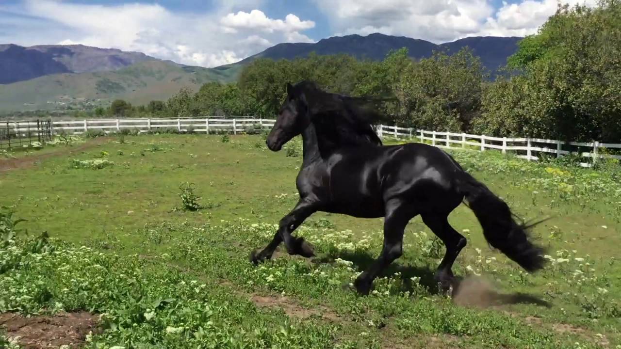 aRamses KFPS Friesian Stallion