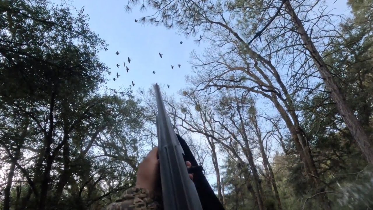 Finally Last Day Band-tailed Pigeons & Squirrel Hunting In December 28, 2025 (EP-03)