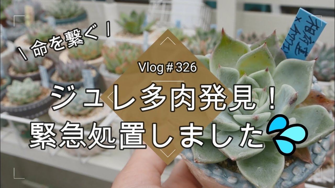 【Vlog326】【多肉植物】ジュレ多肉発見！緊急処置しました💦【トラブル】【葉挿しの注意点】