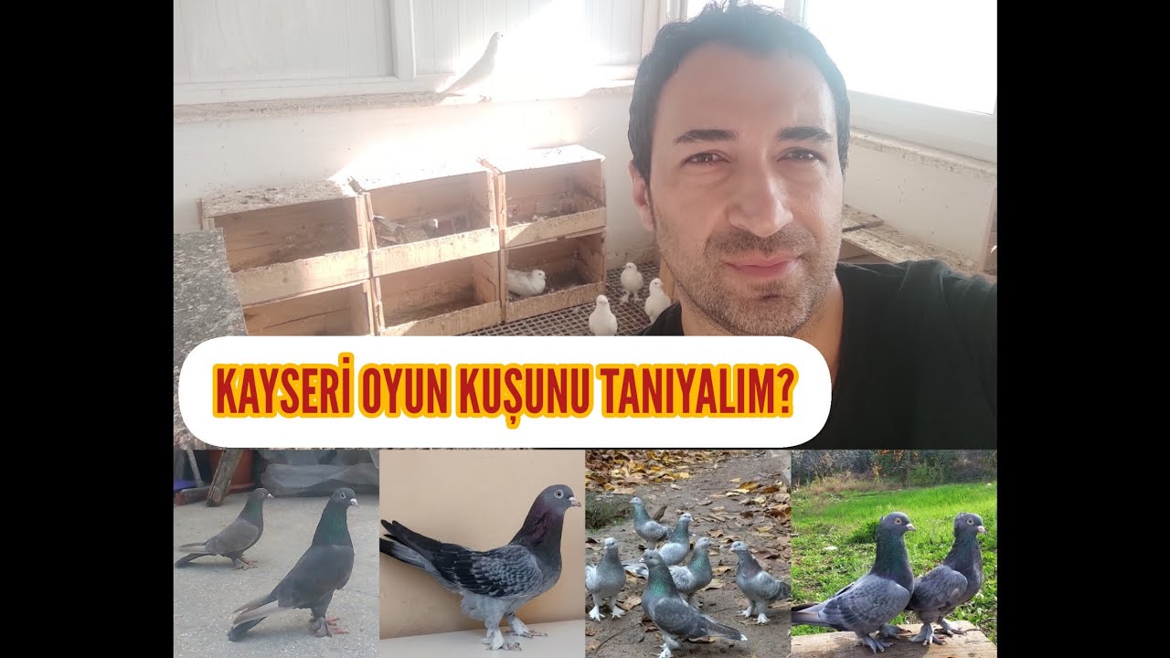 KAYSERİ OYUN KUŞUNU TANIYALIM...   (Seri 3)