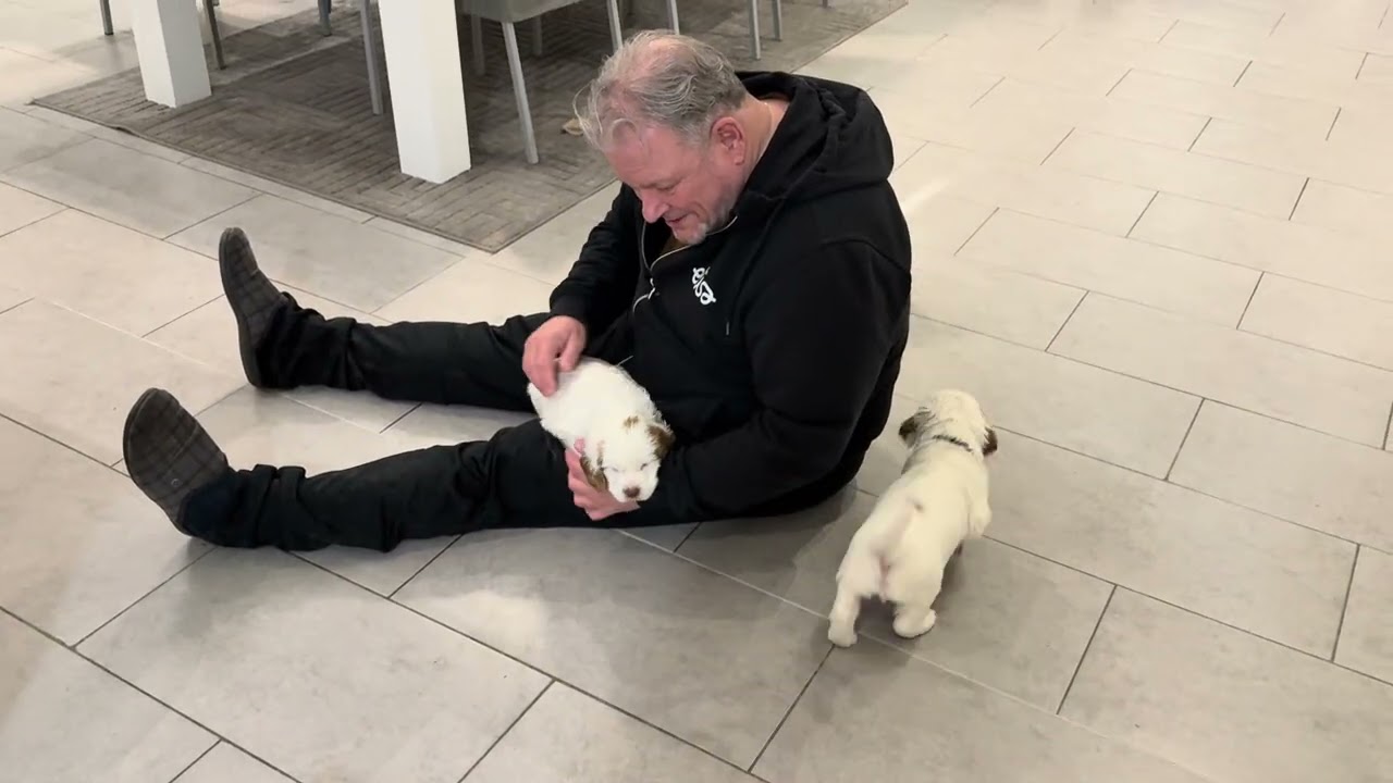 Mila - Tauski litter 5 weeks 5 days old