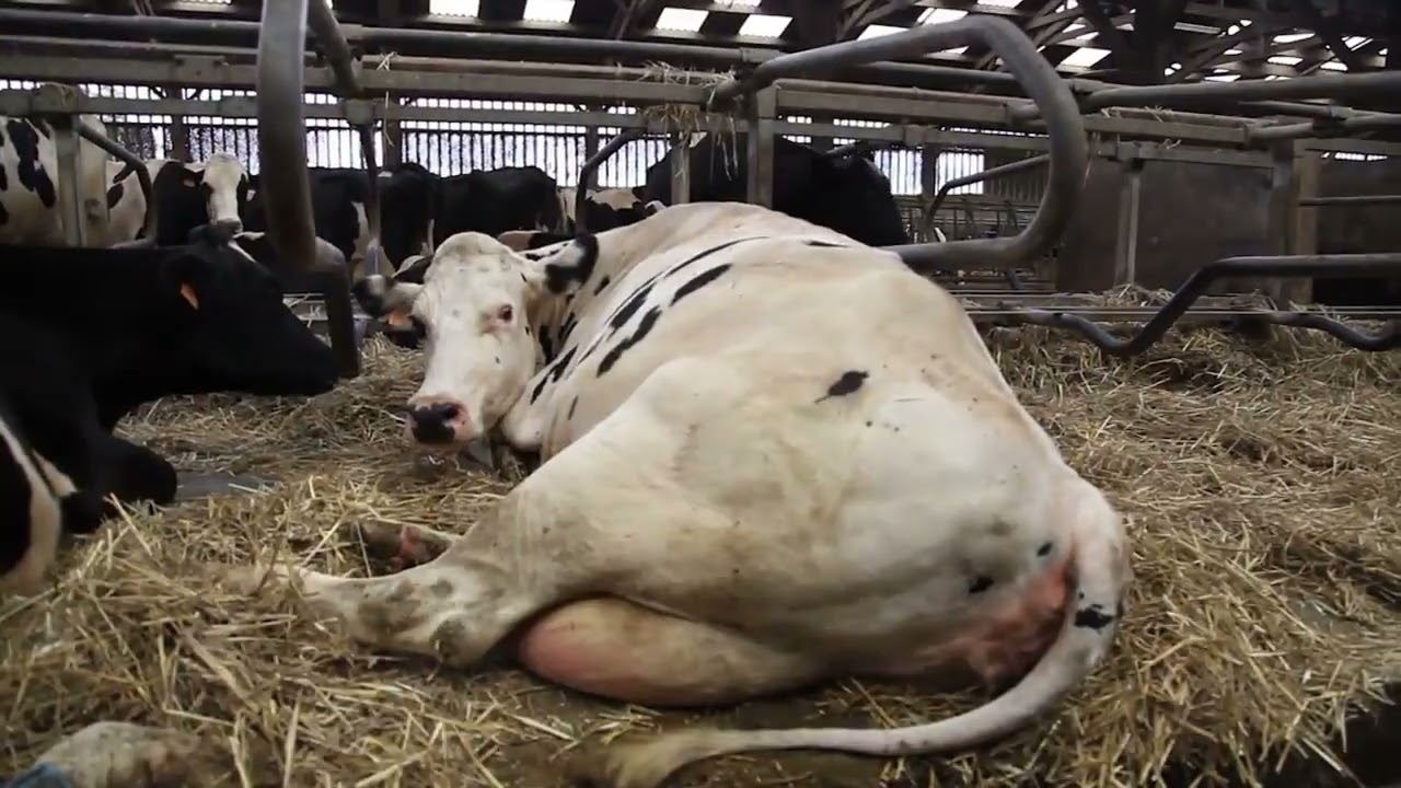 Гумовий матрац для корів. Водяний.Pacific Waterbed Bioret Agri  Matelas &agrave; eau Pacific Bioret Agri