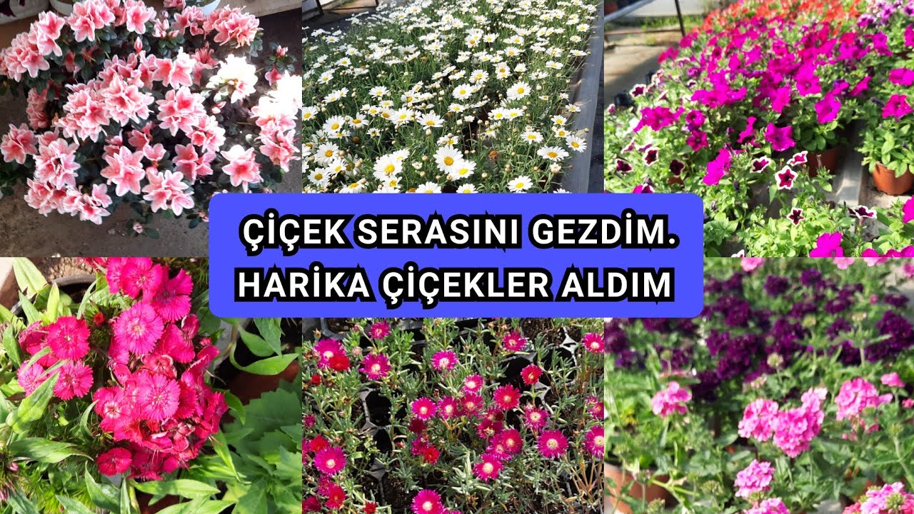 ÇİÇEK SERASINI Gezdim. Harika Çiçekler Aldım. Çiçek Fiyatları.