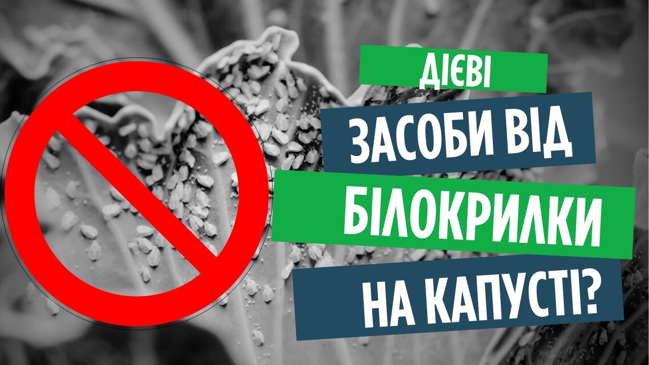 Білокрилка - перевірені засоби. Як правильно обробляти!