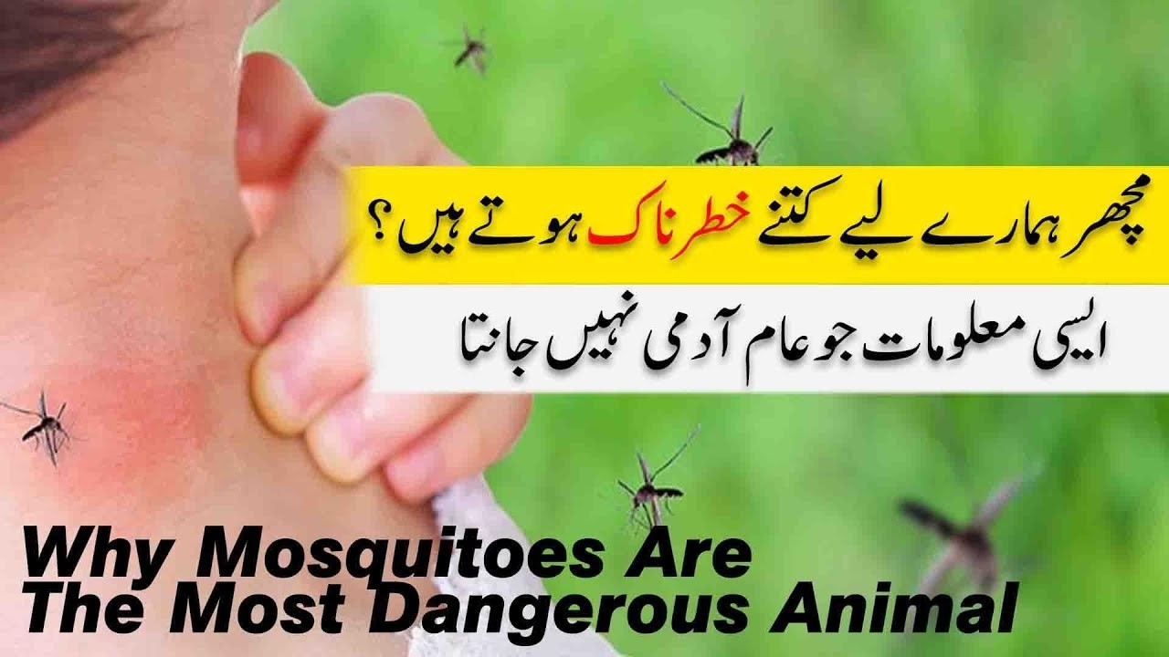 Machar Insan Ke Liye Itne Khatarnak Kyun Hain? | Urdu/Hindi