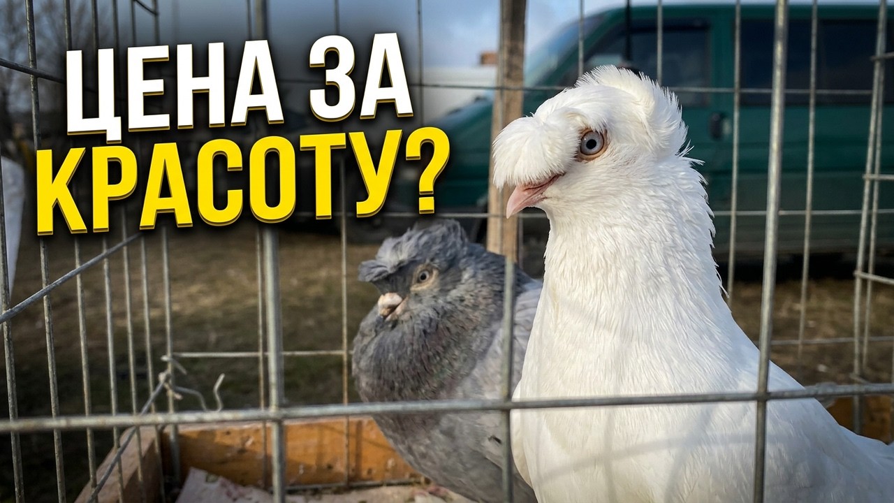 Ярмарка Голубей 🕊️ г. Полтава 2026 📍 Обзор Живности 🐇🐓 и Цены 💰