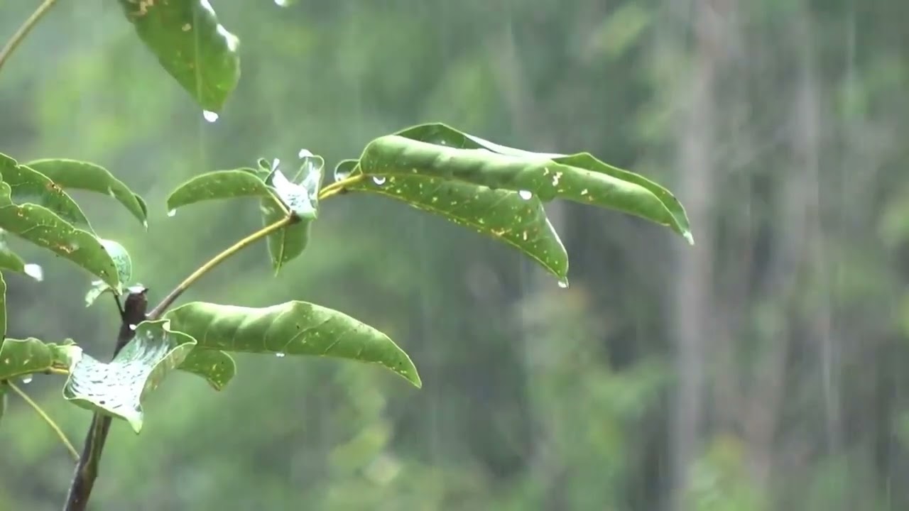 Som da chuva para dormir e relaxar - barulho de chuva