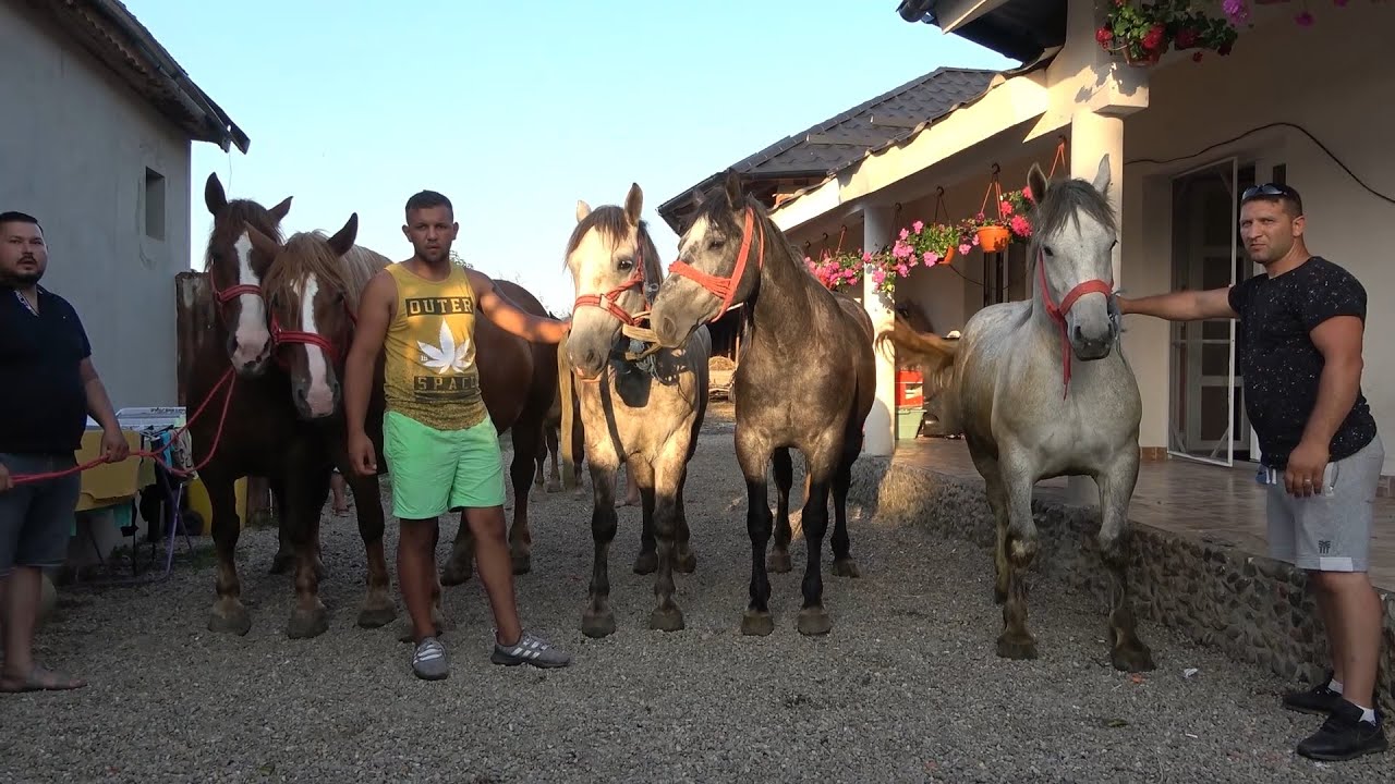 Caii Iepele lui Tibi de la Odoreu, Satu Mare - 2021
