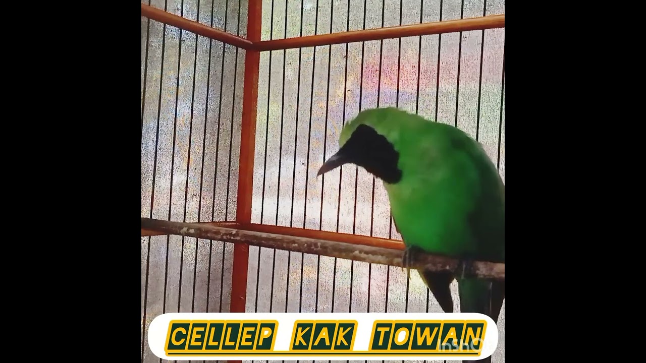 Pancingan cucak hijau agar keluar emosinya
