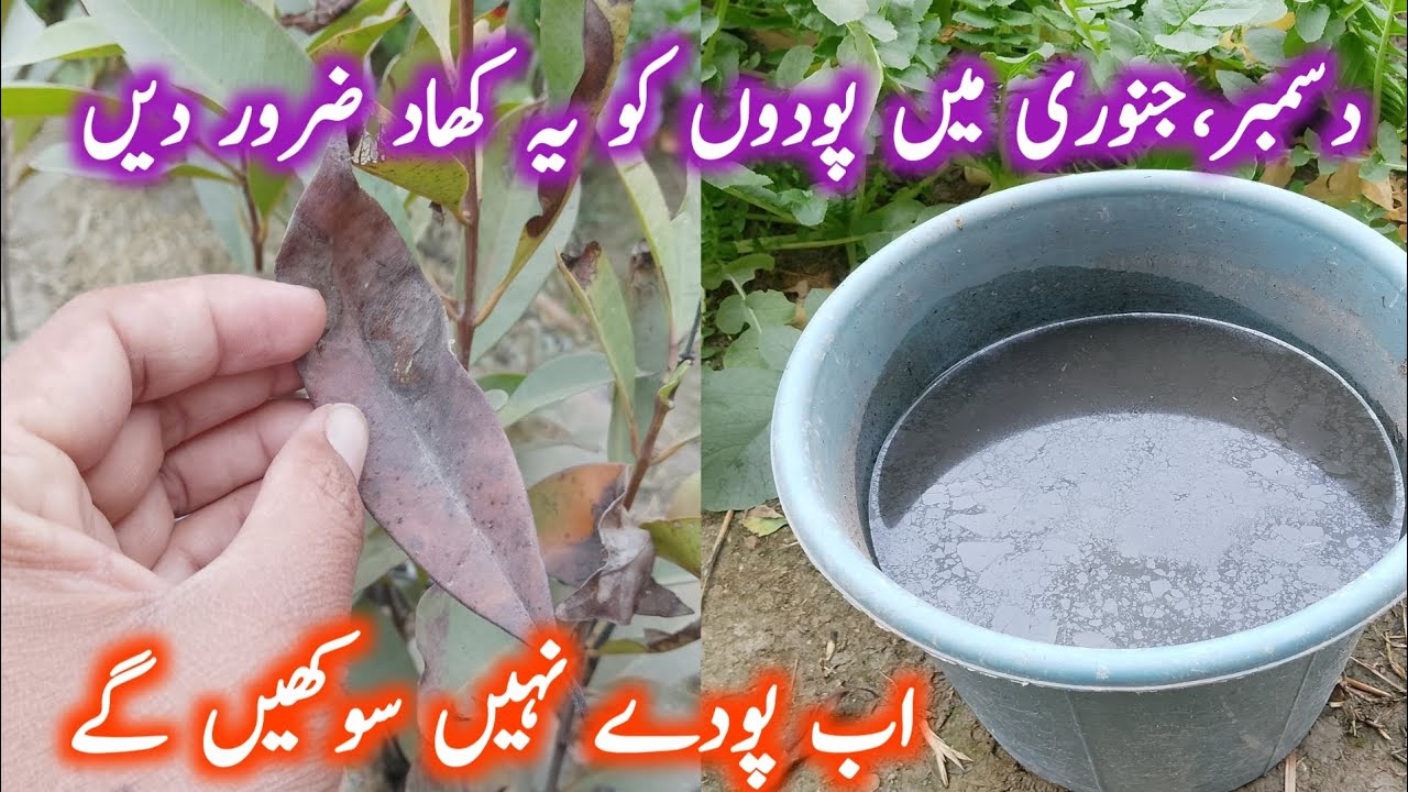 Best secret Tips For Bigger And Green Plants | Winter Plants Care