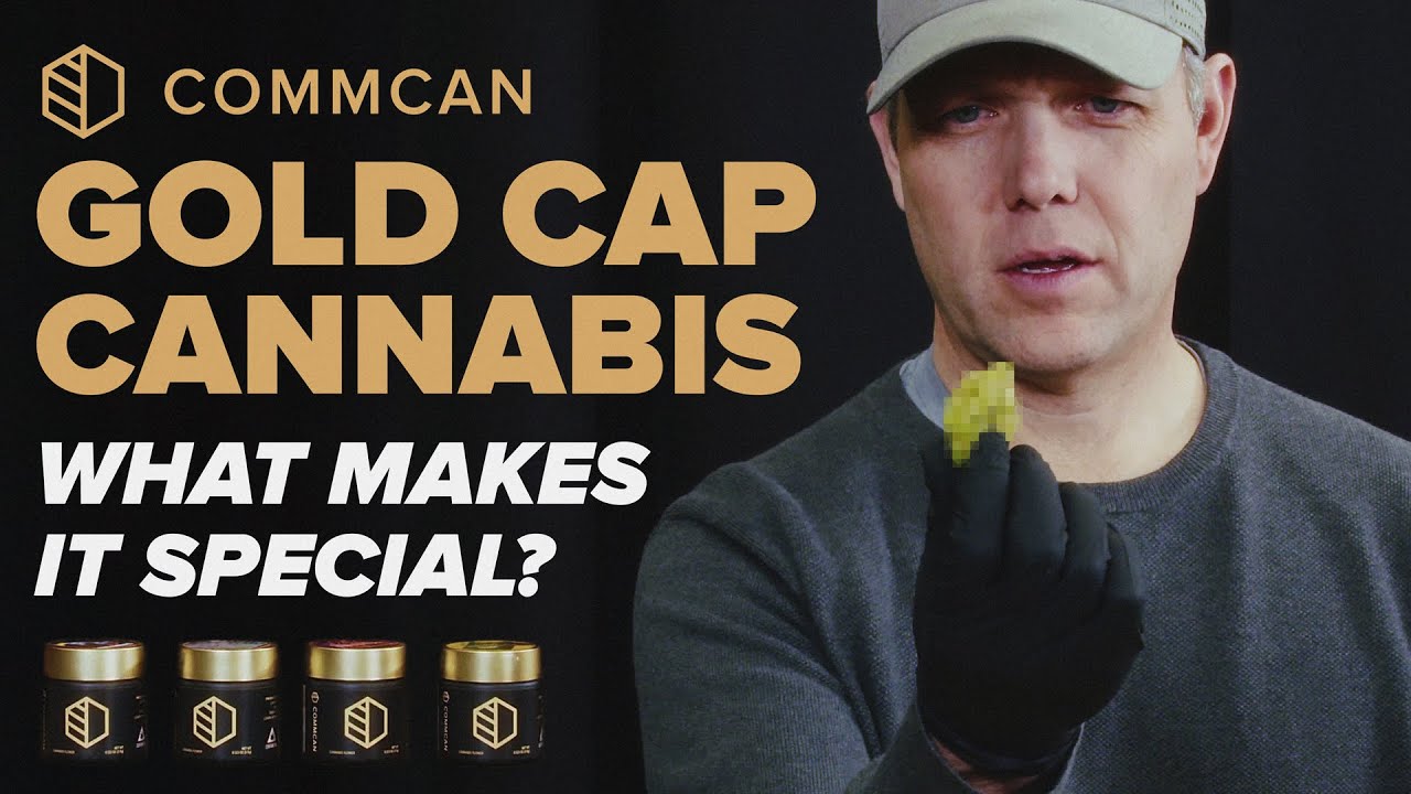 CommCan Gold Cap Cannabis Flower: What Makes It Special?