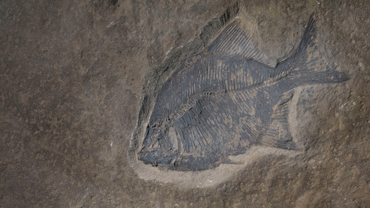 Fossil Fish from the Late Cretaceous of Alberta