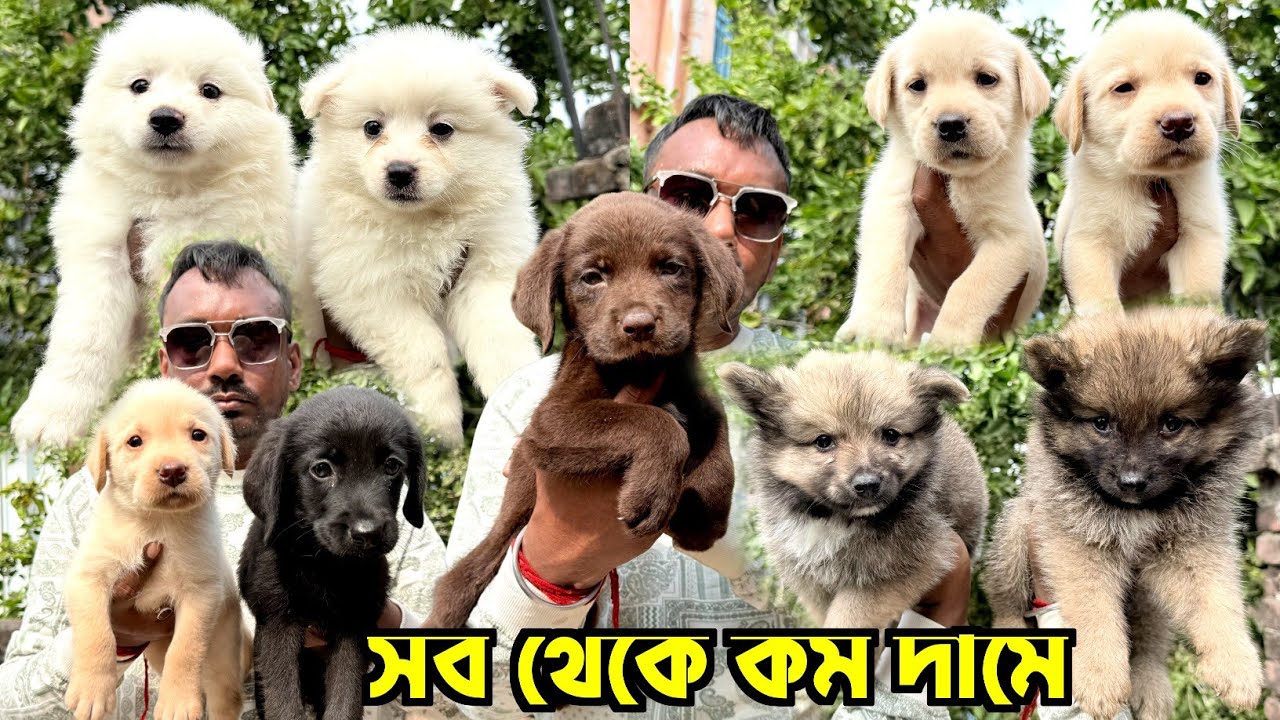 Labrador, German Spitz & Culture Pom Puppies Low Price in Naihati. Dog Market Kolkata.