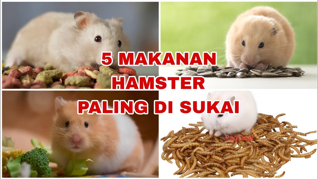 MAKANAN HAMSTER YANG WAJIB DI BERIKAN ( kalo mau sukses ternak hamster ikuti cara ini) ‼️