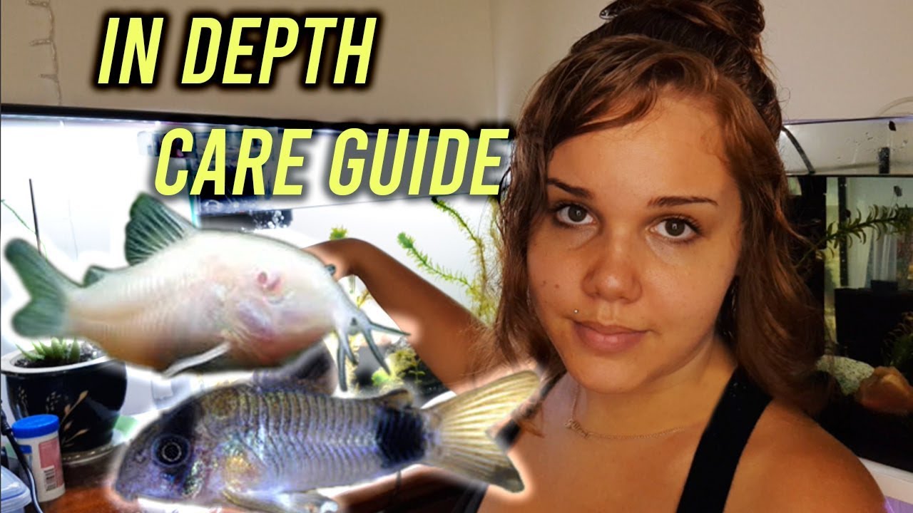 Corydoras Catfish Care!