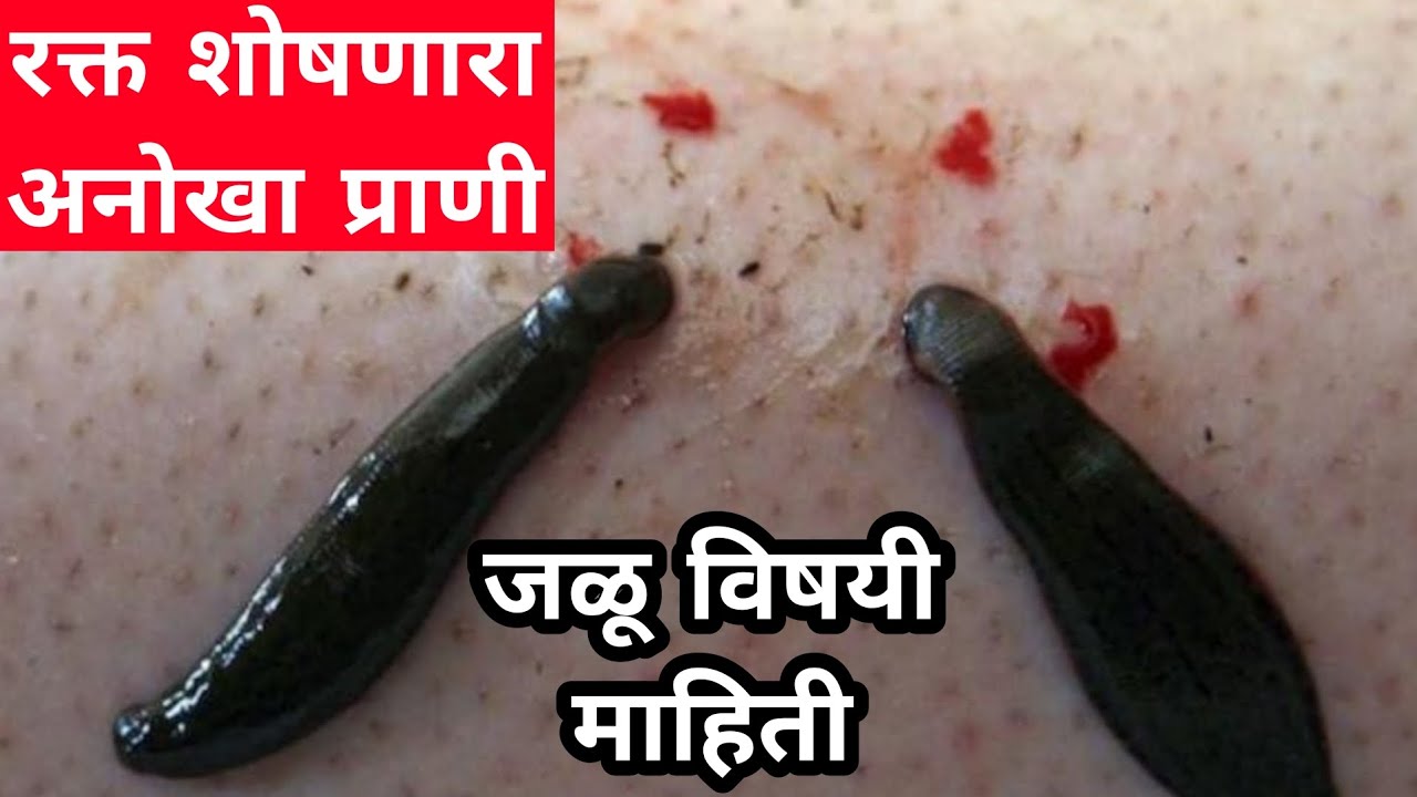 jalu vishay mahiti | jalu chi mahiti | jalu prani chi mahiti | jalu prani | jalu | leech animal