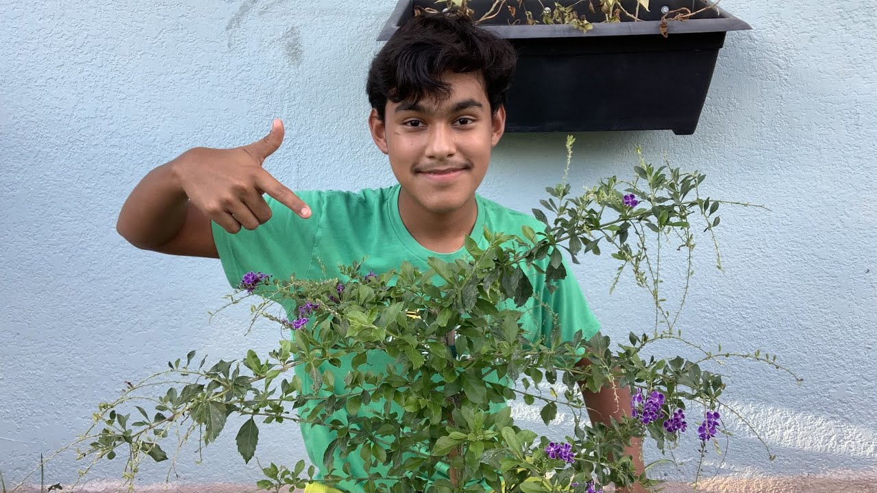 All Things About The Duranta Tree!💜✨🌿//Ultimate Gardening