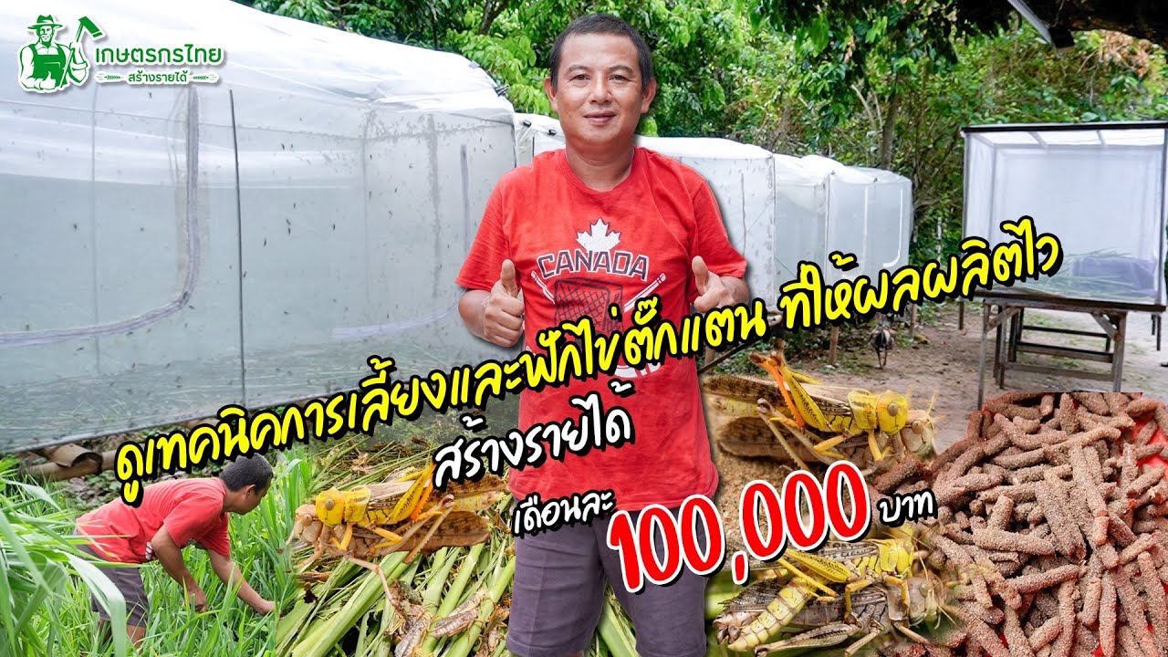 เทคนิคการเลี้ยงและฟักไข่ตั๊กแตน ที่ให้ผลผลิตไว สร้างรายได้ 100,000 บาท/เดือน l ชมสวนเกษตรกรไทย Ep239