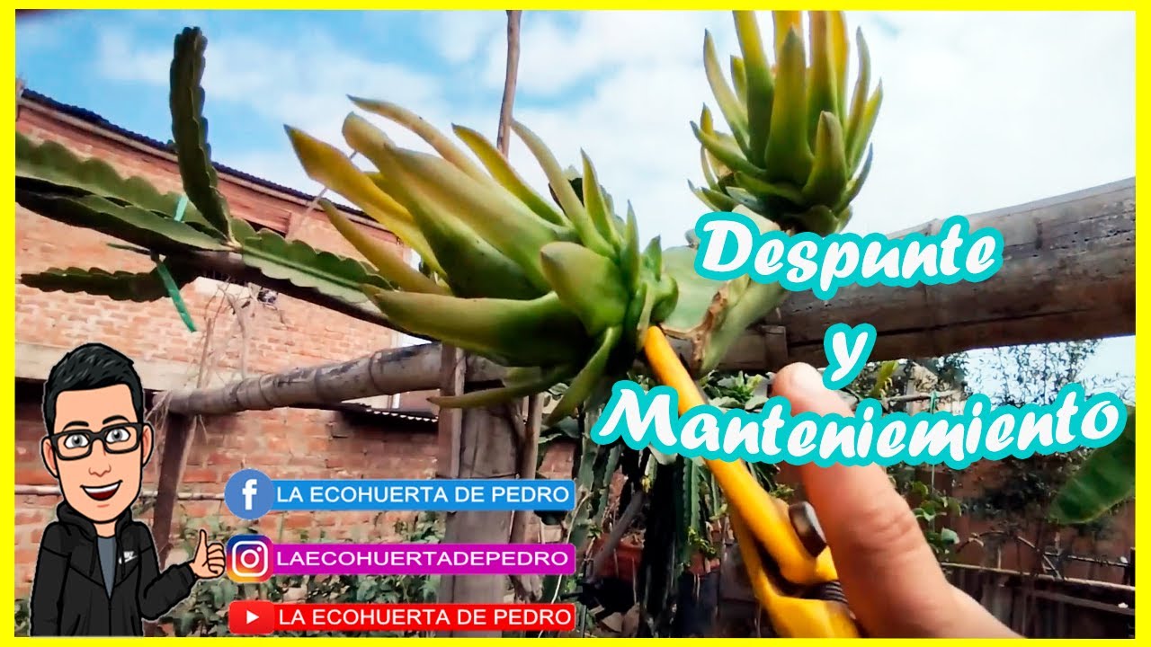 Secretos Revelados: La Poda de Despunte y Mantenimiento que Transformará tu Pitahaya
