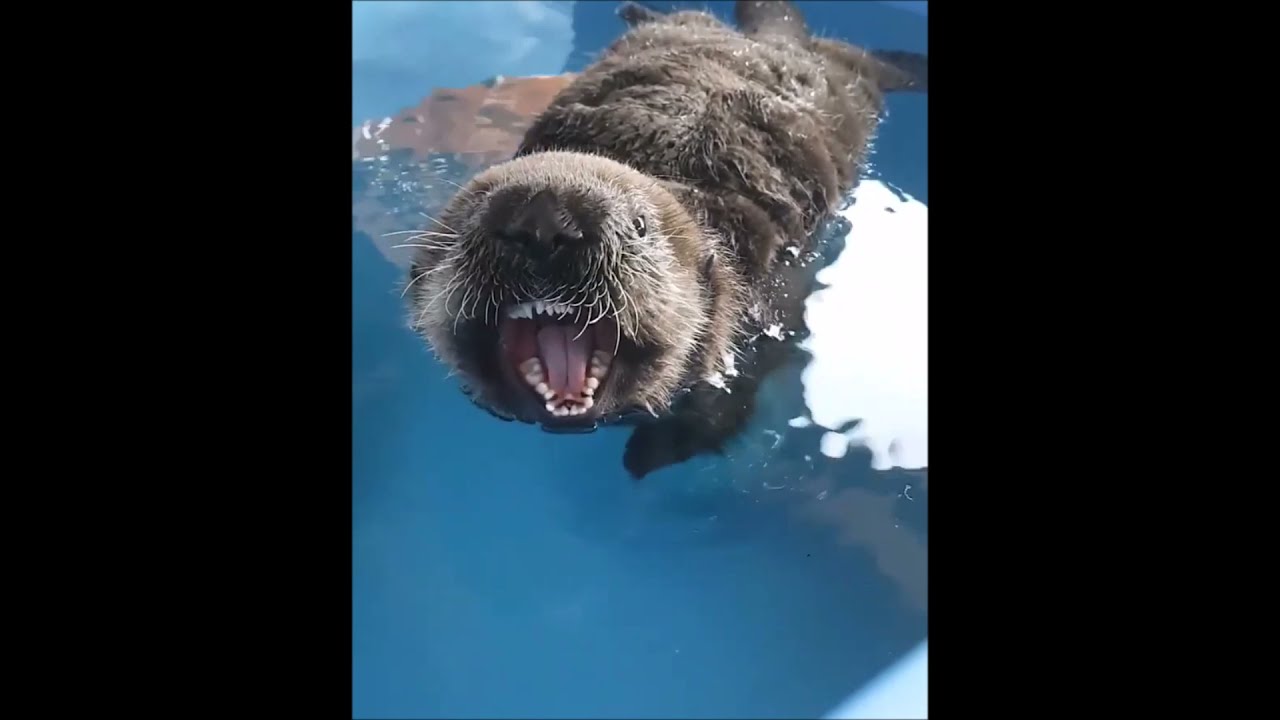 Joey sea otter, why so vocal?