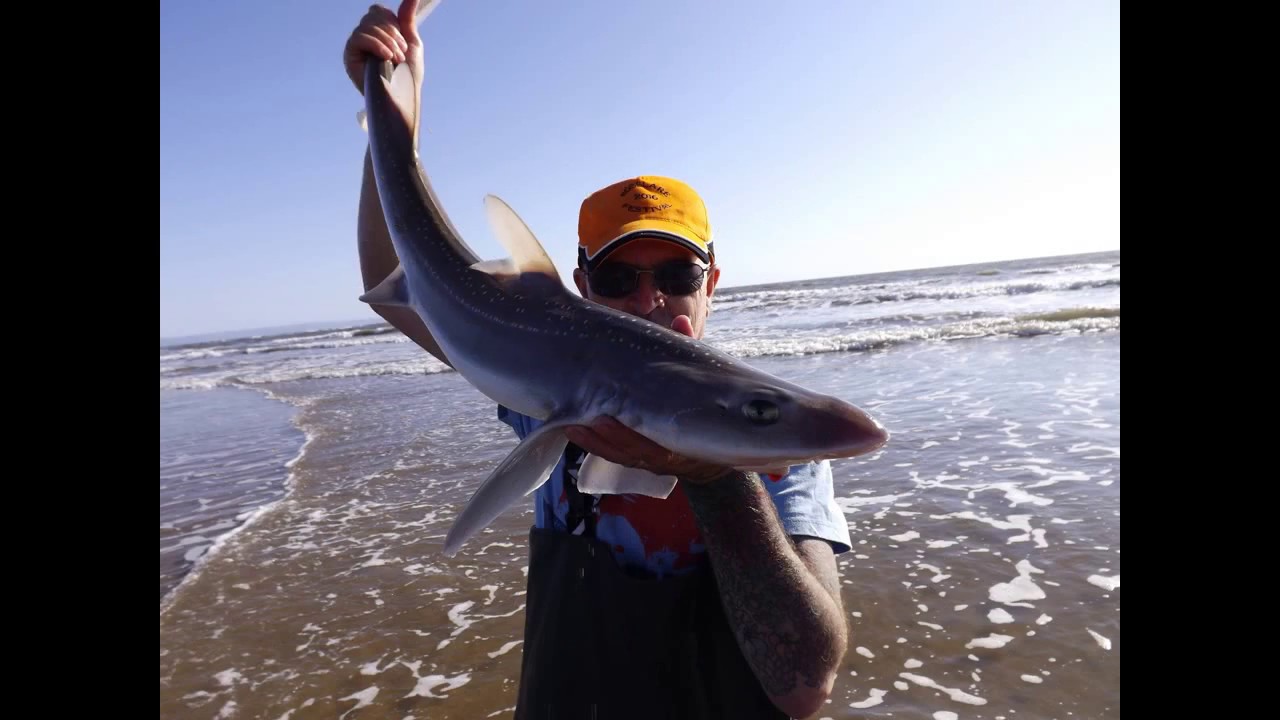 Morfa smooth hounds