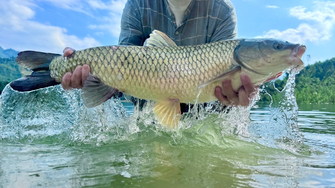 Traditional Fishing Skills - Girl Catches Giant Fish With Bamboo Rod In Green River.