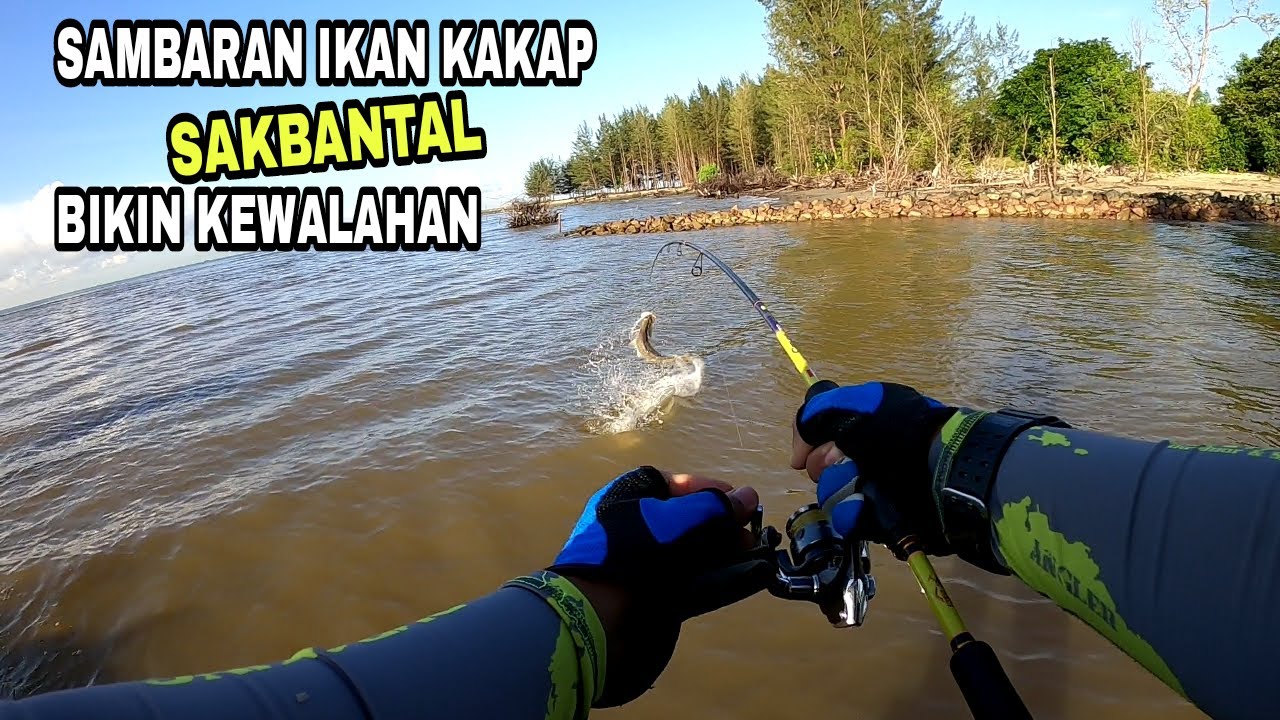 SAMBARAN IKAN KAKAP SAKBANTAL BIKIN KEWALAHAN || Casting barramundi ||