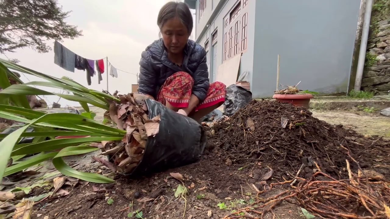 Planting Cymbidium orchid bulbs || rayo saag and cauliflower in my kitchen garden || vlog #devirai