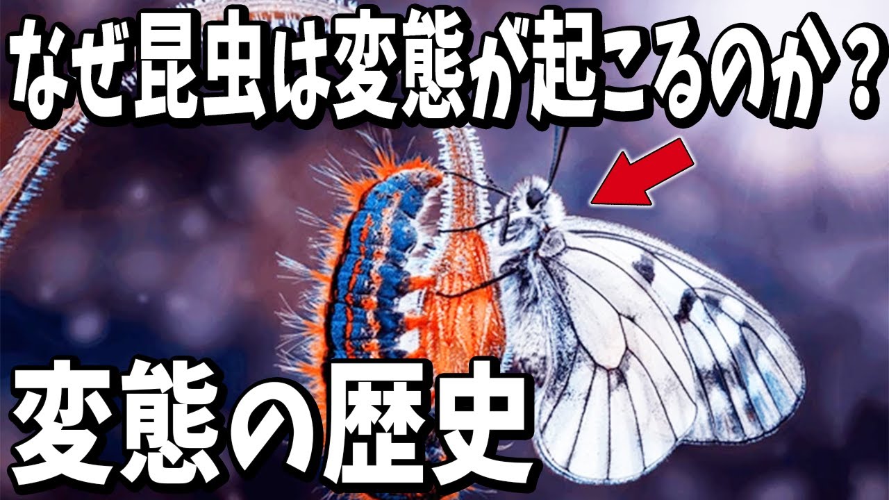 昆虫はなぜ変態が起こるのか？【生物雑学】