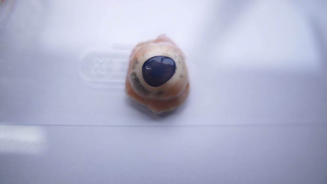 Biologie 3.1 - DISSECTIE VARKENSOOG | VLO(O)G 1