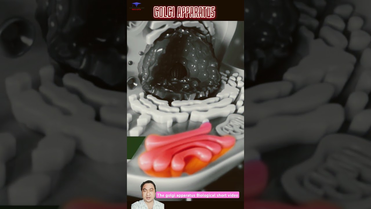 The golgi apparatus Biological short video #shorts