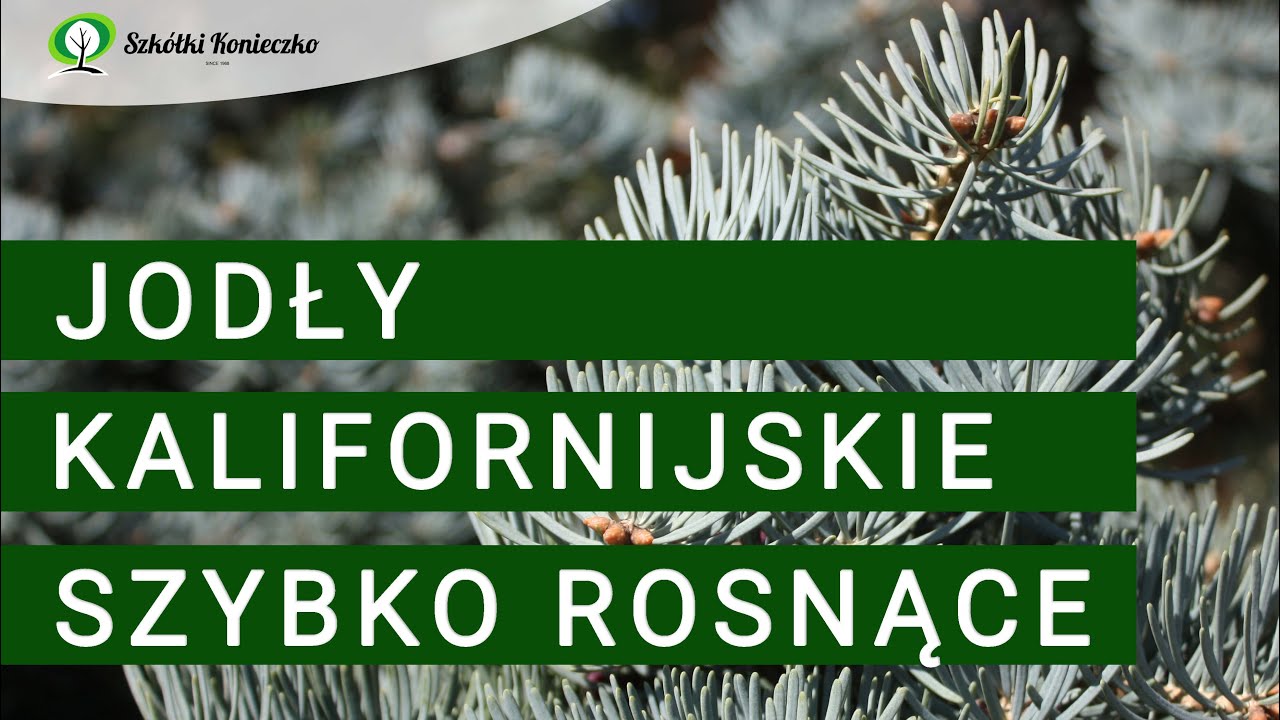 Jodły kalifornijskie do dużych i małych ogrod&oacute;w