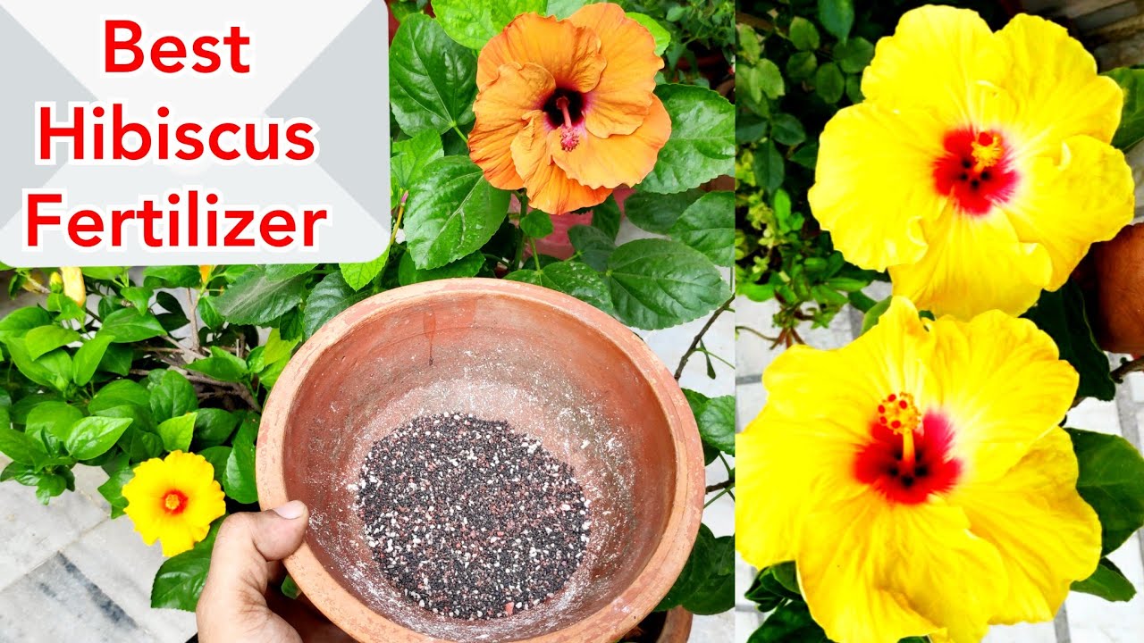 Best hibiscus fertilizer for more flowers, hibiscus plant care