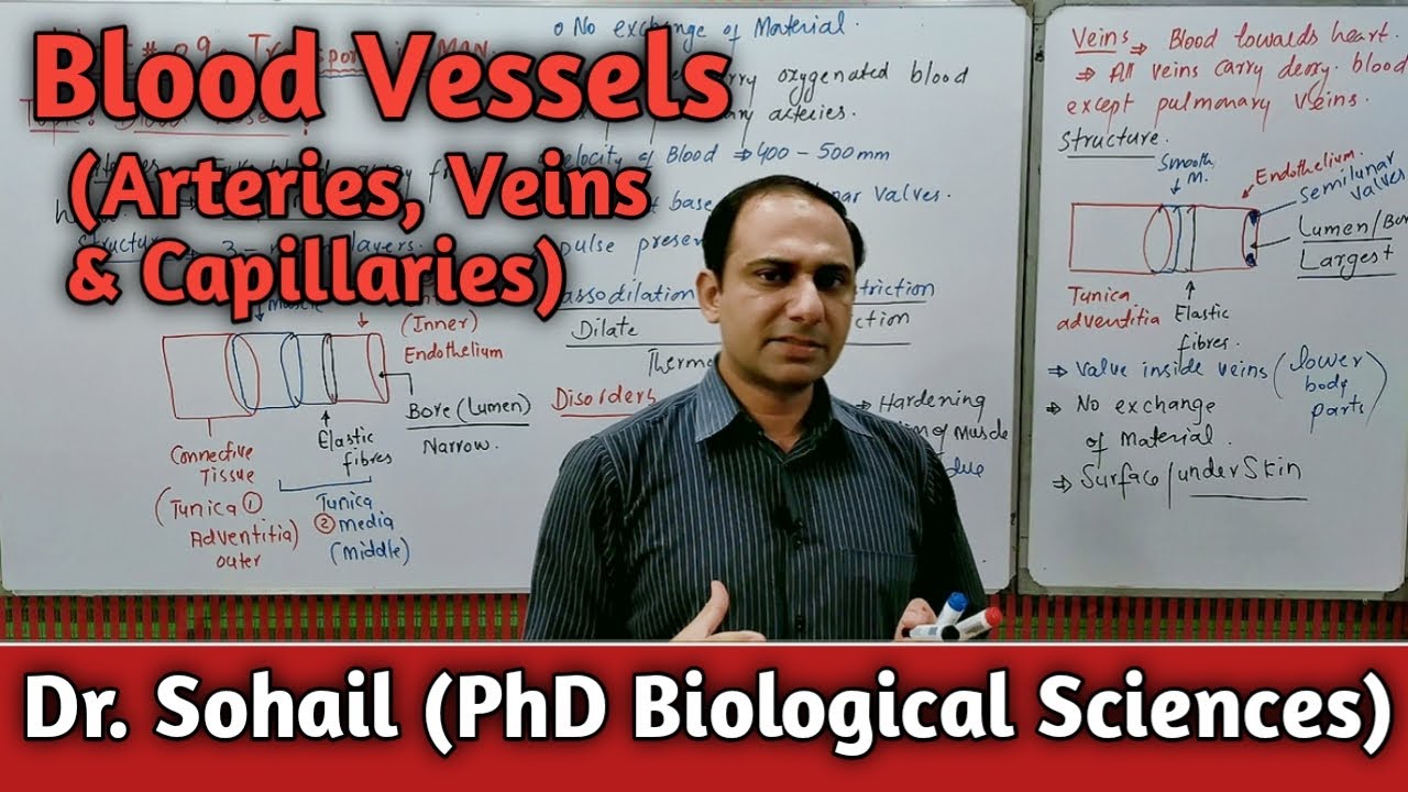 Blood Vessels | Arteries | Veins | Capillaries | MDCAT Biology | NEET Biology | Urdu/Hindi