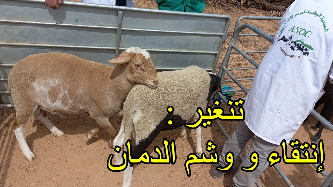 الجمعية الوطنية لمربي الأغنام والماعز تحط رحالها بتنغير لإنتقاء و وشم الأغنام سلالة الدمان