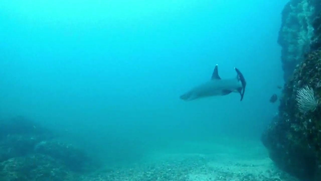 Shark chase in Costa Rica - White tip leading the way to its cave