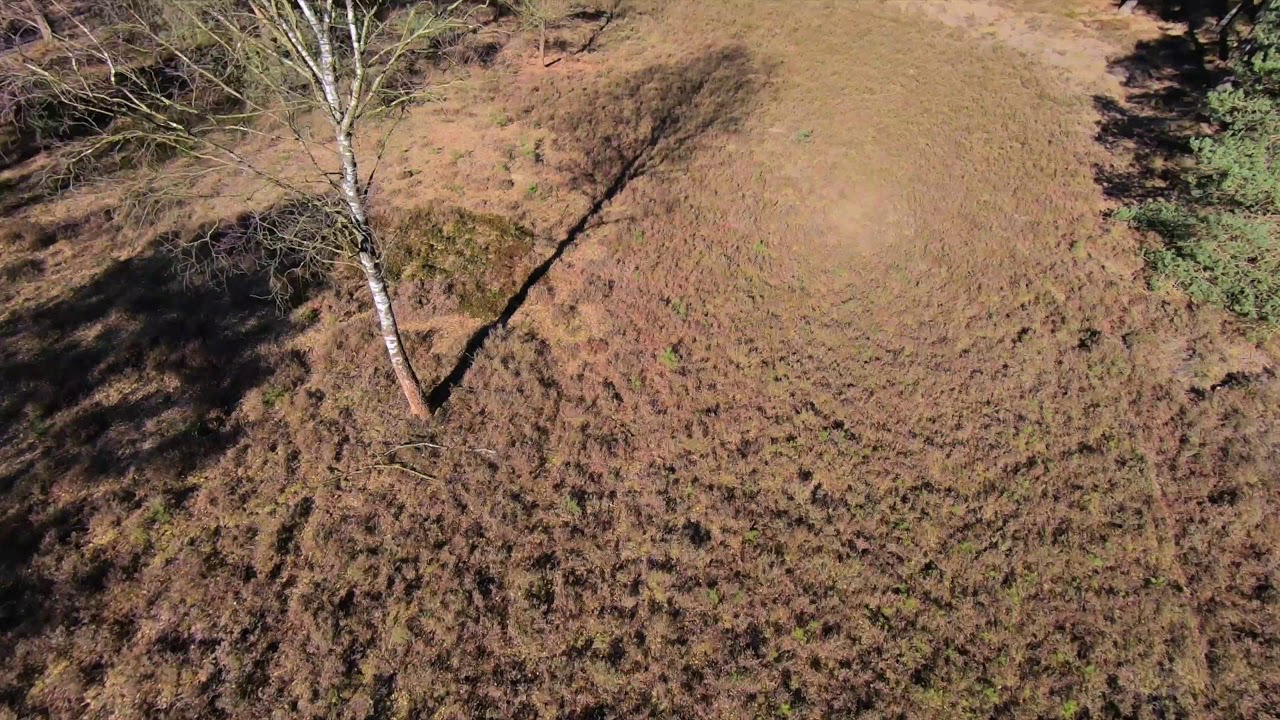 FPV-Drone Dancing with the Trees