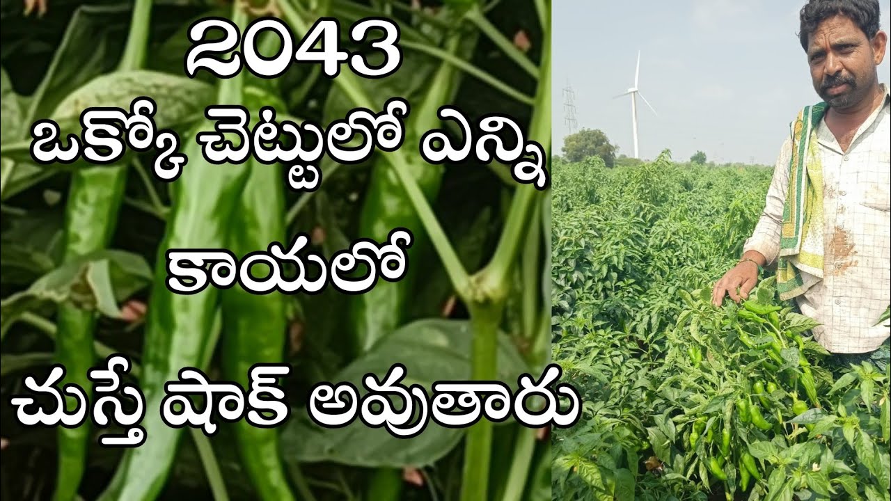 సింజెంటా 2043 ఈ మిరప పొలంలో ఒక్క చెట్టులో ఎన్ని కాయలో ఉన్నాయో తెలిస్తే షాక్ అవుతారు/ syngenta 2043