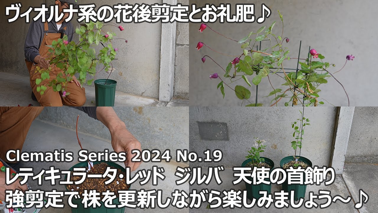 【クレマチスシリーズ 2024 No.19】ヴィオルナ系の花後剪定