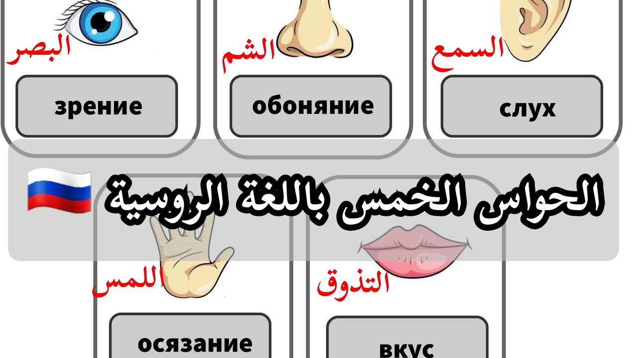 الحواس الخمس باللغة الروسية 🇷🇺و أعضاء الحس 🇷🇺👀/👃/👂/🖐️/👅