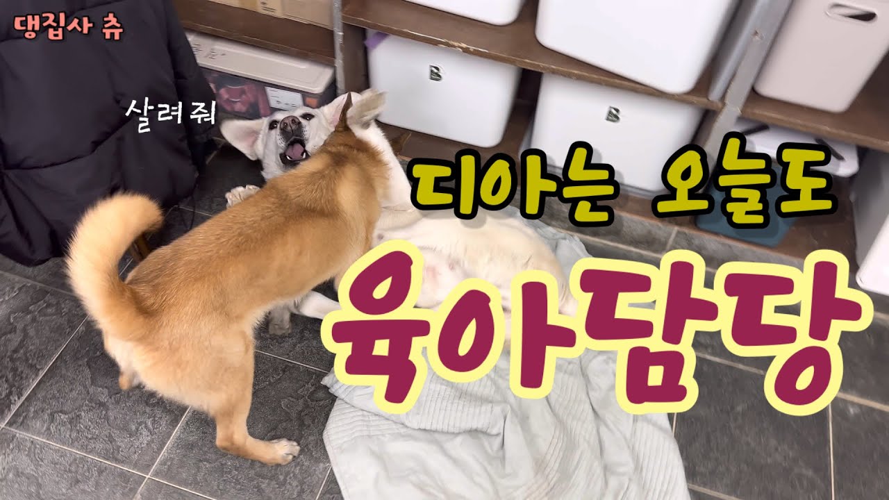 너무 착해서 자기보다 작은.애들한테 맨날 져주는 레브라도 리트리버 디아.