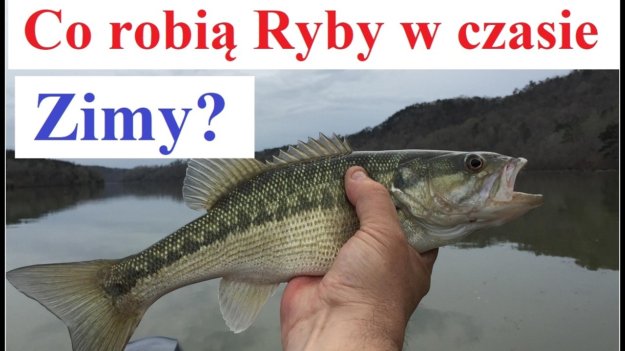 Co robią Ryby w czasie Zimy