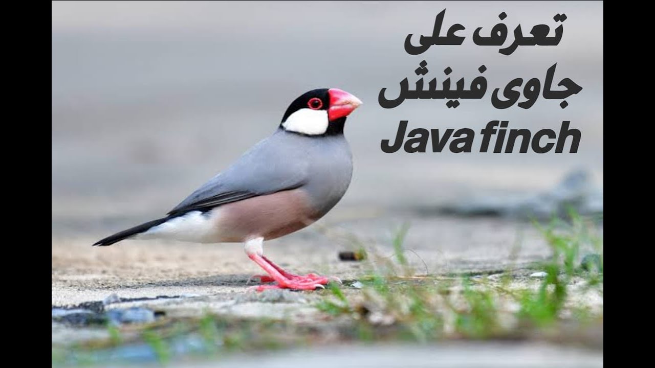 كل مايخص الجاوا فينش بالاضفافه للجاوا الحائز على المركز الاول بمعرض اسطنبول لرطيور الزينه