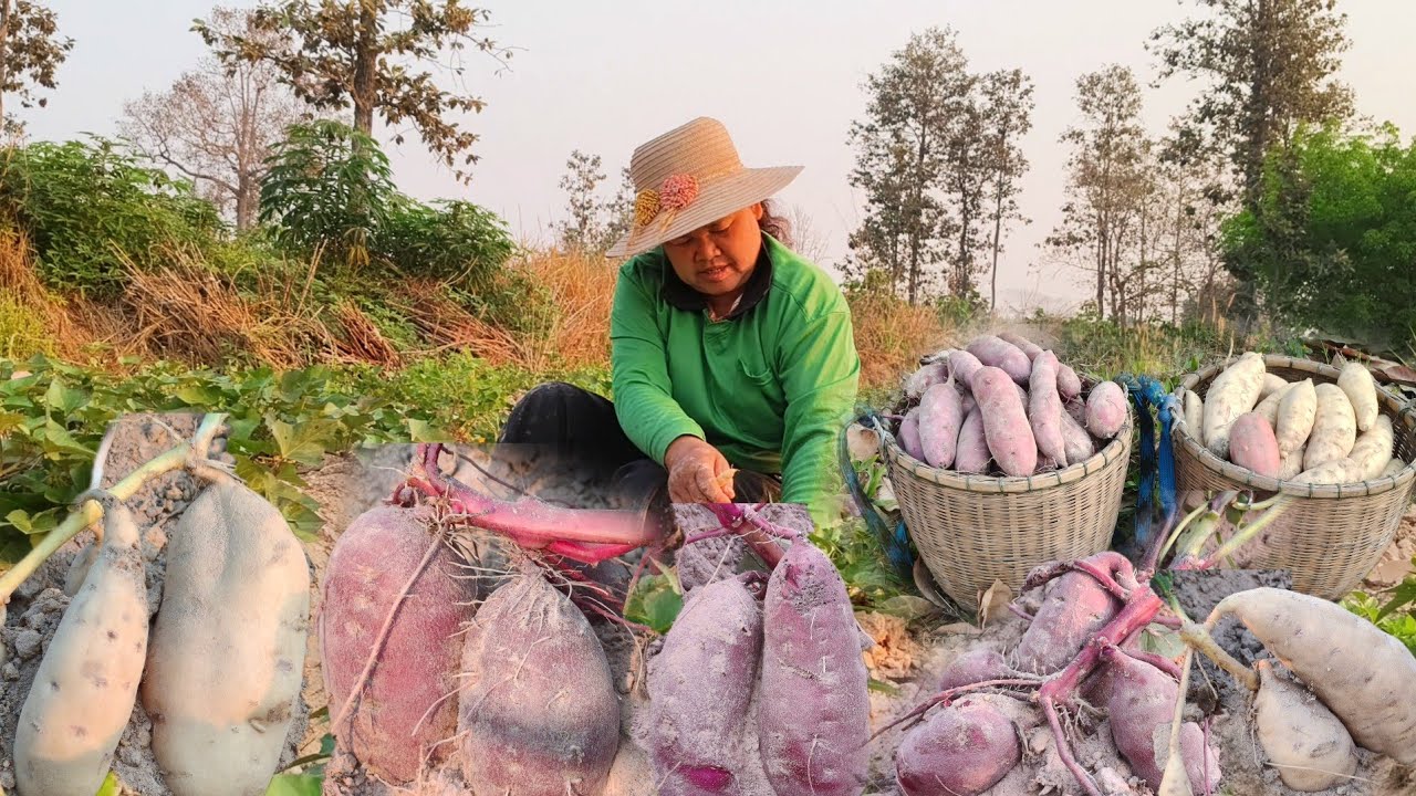 เช้านี้เข้าสวนขุดมันญี่ปุ่นรอบสุดท้ายในการขุดมันทดลองปลูกรอบนี้ยังได้หัวสวยๆหัวใหญ่ๆเกือบ30โล