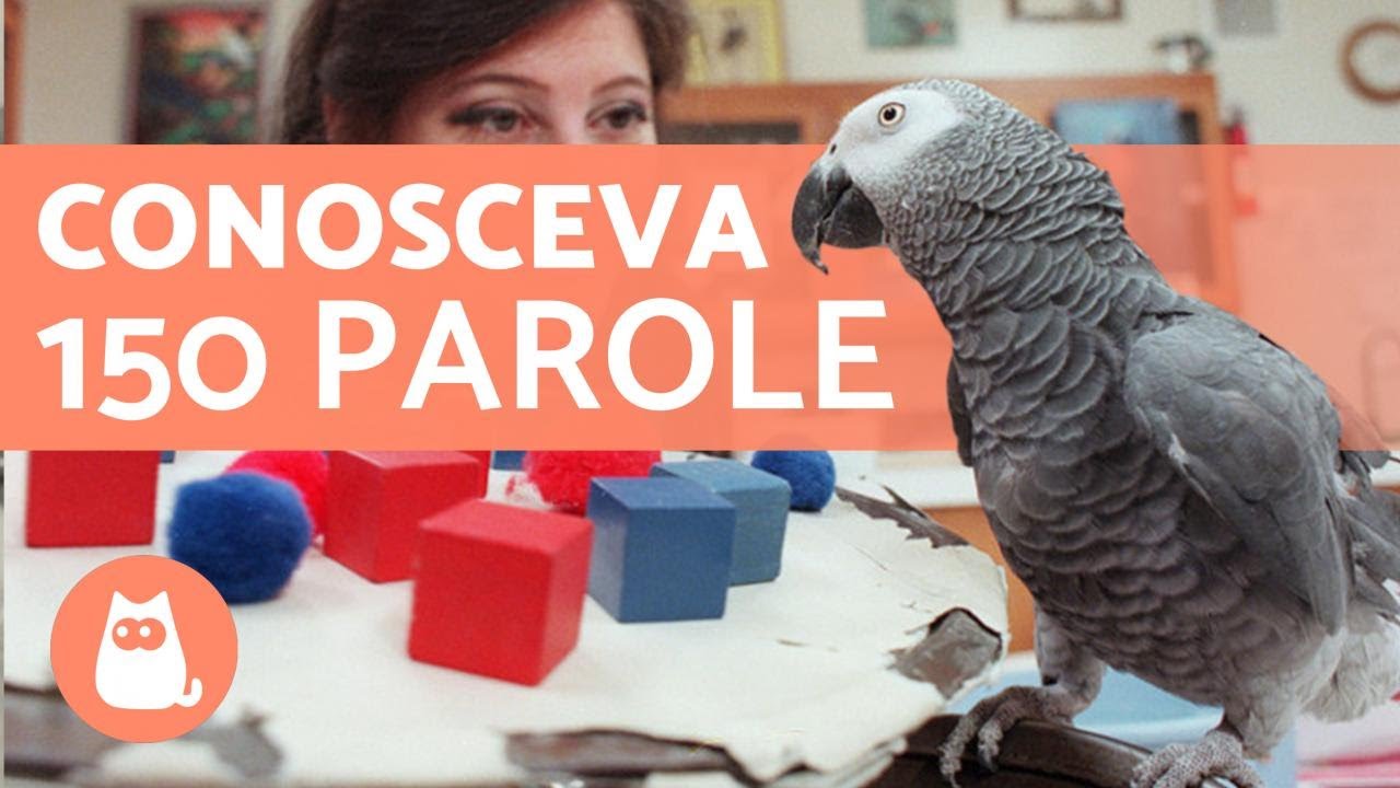 Il PAPPAGALLO più INTELLIGENTE del MONDO 🦜💬